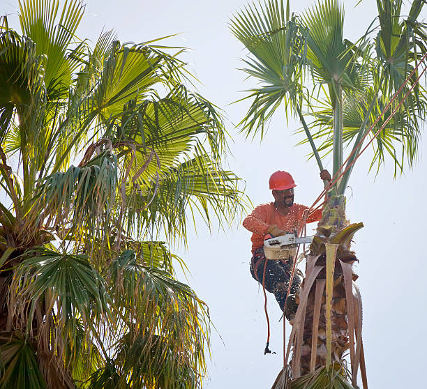 Best Affordable Tree Cutting  in Berrien Springs, MI